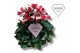 Cyclamen pers. super serie djix Cyclamen Exclusive® Djix Rood 20 cm di 