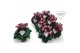 Cyclamen pers. super serie djix Cyclamen Exclusive® Djix Wijnrood 20 c 