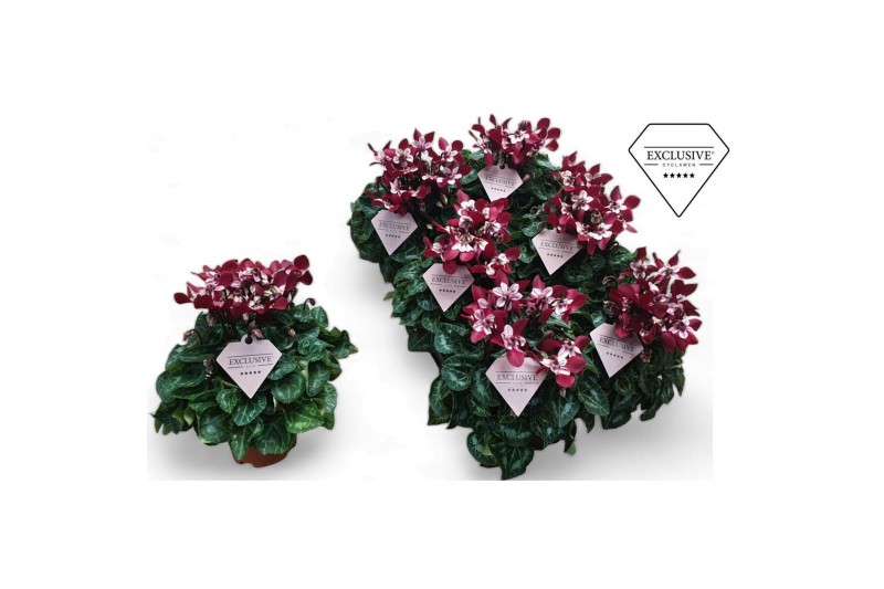 Cyclamen pers. super serie djix Cyclamen Exclusive® Djix Wijnrood 20 c 