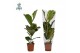Ficus lyrata Ficus Lyrata p17 (Air so Pure) 1 pp 