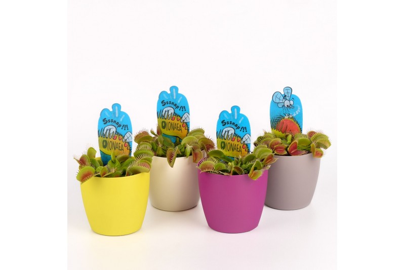 Dionaea muscipula Dionaea muscipula in sierpot 