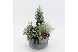 Arrangementen tuinplanten ODXM-2545 Xmas Outdoor 4 pp