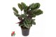 Calathea medaillon Calathea Medaillon1 pp zonder bloem bl. 