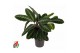 Calathea warscewiczii Calathea Warscewiczii1 pp zonder bloem bl. 