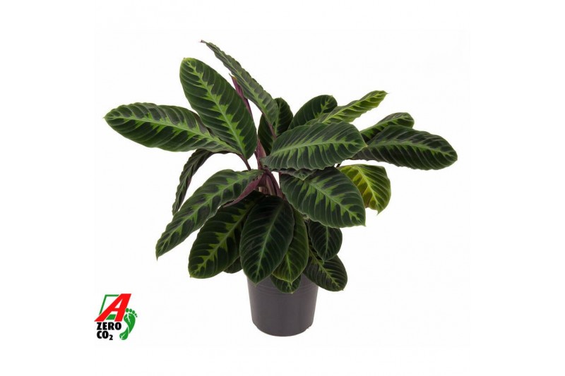 Calathea warscewiczii Calathea Warscewiczii1 pp zonder bloem bl. 