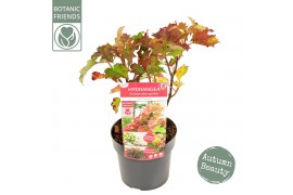 Hydrangea quercifolia Hydrangea que. Ruby Slippers ®