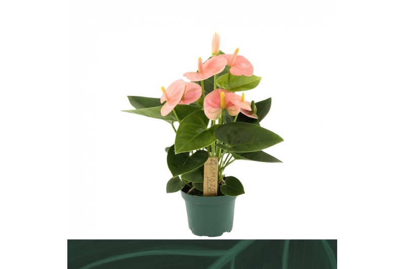 Anthurium andr. spirit Anthurium Spirit 9cm3 bl. 
