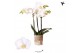 Phalaenopsis multiflora wit Kolibri Orchids Phalaenopsis Sweden 3 spik 