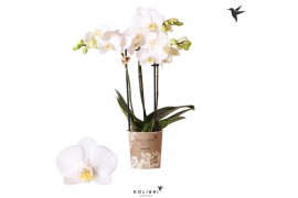 Phalaenopsis multiflora wit Kolibri Orchids Phalaenopsis Sweden 3 spik