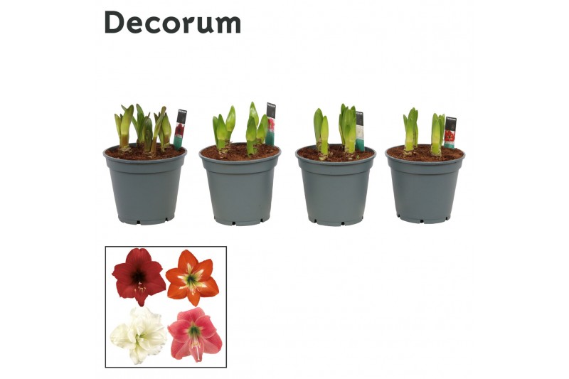 Hippeastrum Multiflora Mix 6/7 Steel (Decorum) 