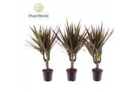 Dracaena marg. magenta Dracaena Magenta stam 7 cm 1 pp