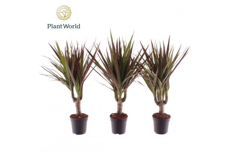 Dracaena marg. magenta Dracaena Magenta stam 7 cm 1 pp 