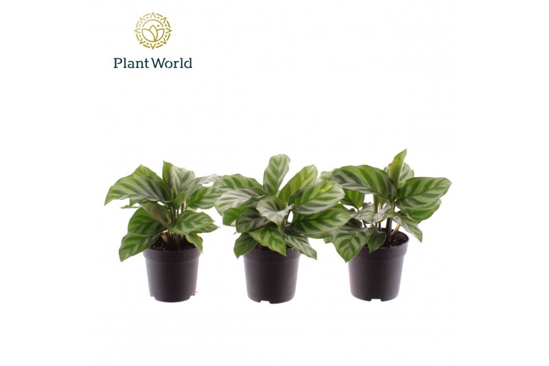 Calathea freddie Calathea Freddie 7 cm 1 pp 