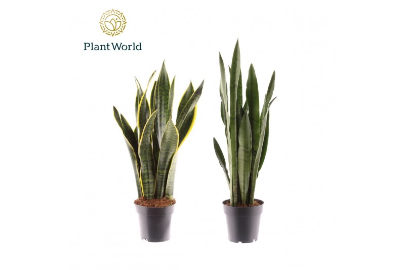 Sansevieria trifasciata Sansevieria gemengd 2 soorten 8 pp 