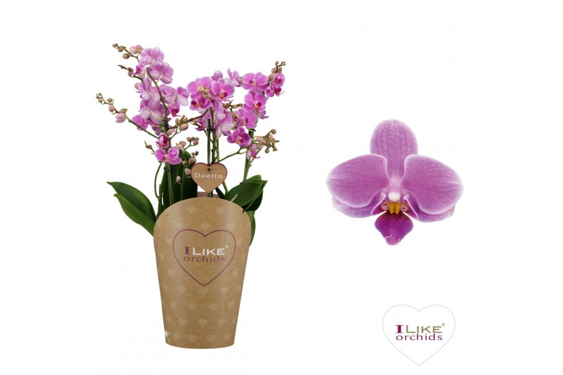 Phalaenopsis floriclone friday flirt Duetto Friday Flirt Multi Paars 6 