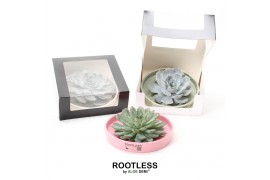 Arrangementen succulenten ROOTLESS Echeveria, Octopus bowl - black box