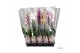 Phalaenopsis mix Phalaenopsis - 2 tak 60cm Promiss mix (Quattro)12 bl. 