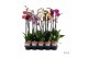Phalaenopsis mix Phalaenopsis - 2 tak 60cm Promiss mix (Quattro)12 bl. 