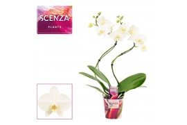 Phalaenopsis wit Phalaenopsis hurricane wit (Scenza)14 bl. 2 tak/plnt