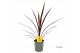 Cordyline australis red star Cordyline Australis Red Star - 13cm1 pp 