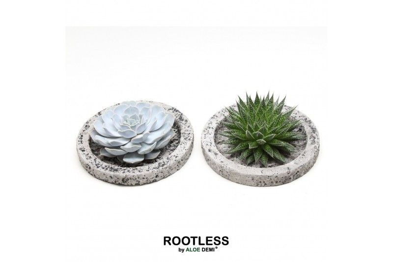 Arrangementen succulenten ROOTLESS succulent, Koala bowl1 pp 