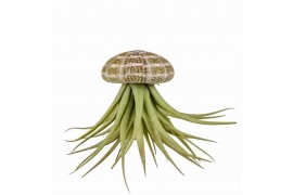 Tillandsia arrangement Tillandsia schelp large1 pp