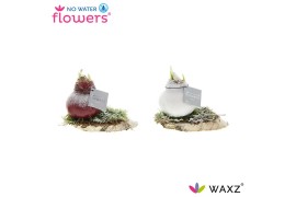 Hippeastrum gewaxt No Water Flowers Waxz® on Wood Snow2 tak/plnt
