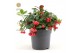 Gaultheria procumbens big berry Gaultheria pr. Big Berry® P1217 cm dia 