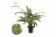 Aglaonema cutlass Aglaonema Cutlass 2 pp 
