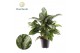 Aglaonema jubilee Aglaonema Jubilee Petite 3 pp 