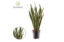 Sansevieria trifasciata laurentii Sansevieria Laurentii 3 pp