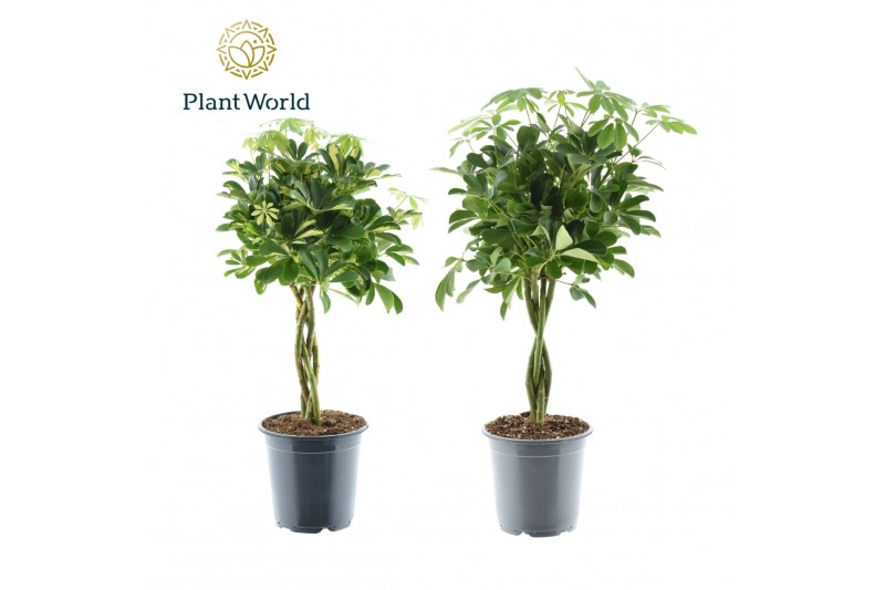 Schefflera arboricola gevlochten stam Schefflera gevlochten stam mix 4 