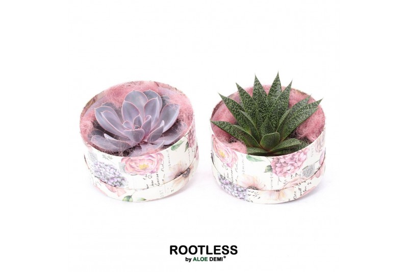 Arrangementen succulenten ROOTLESS Succulent, Love box1 pp 