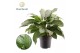 Aglaonema silver bay Aglaonema Silver Bay 4 pp 