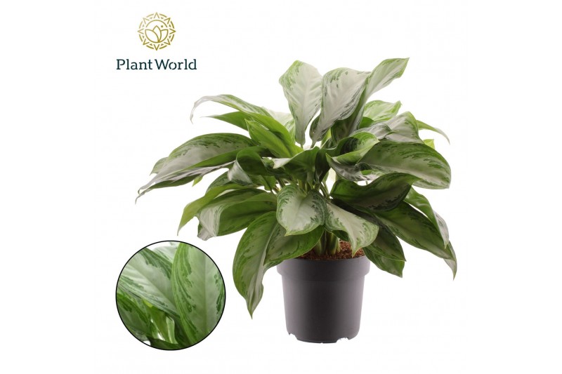 Aglaonema silver bay Aglaonema Silver Bay 4 pp 