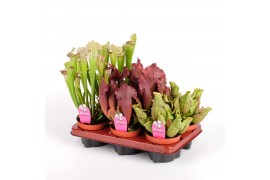 Sarracenia Sarracenia mix