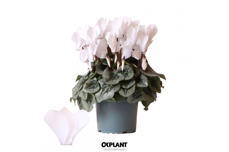 Cyclamen pers. midi super serie rembrandt Cyclamen Rembrandt white 25  