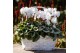 Cyclamen pers. midi super serie rembrandt Cyclamen Rembrandt white 25  