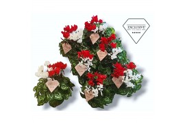 Cyclamen pers. super serie compact Cyclamen Exclusive® Duo Rood/Wit 20