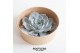 Arrangementen succulenten ROOTLESS Succulent 12-14 cm kraft box DIY12  
