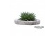 Arrangementen succulenten ROOTLESS Aloe aristata magic, Koala bowl1 pp 