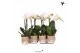 Phalaenopsis multiflora wit Kolibri Orchids Phalaenopsis White 1 spike 