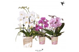 Phalaenopsis elegant cascade Kolibri Orchids Cascade Niagara Fall mix 