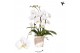 Phalaenopsis elegant cascade Kolibri Orchids Cascade Niagara Fall whit 