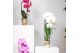 Phalaenopsis elegant cascade Kolibri Orchids Cascade Niagara Fall whit 