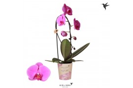 Phalaenopsis elegant cascade Kolibri Orchids Cascade Niagara Fall viol