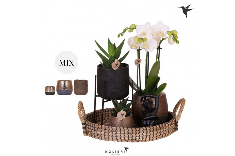 Arrangementen kamerplanten Kolibri Gift Set Urban copperpp 24 bl. 3 ta 