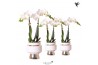Phalaenopsis multiflora wit Kolibri Orchids Phalaenopsis white 2 spike
