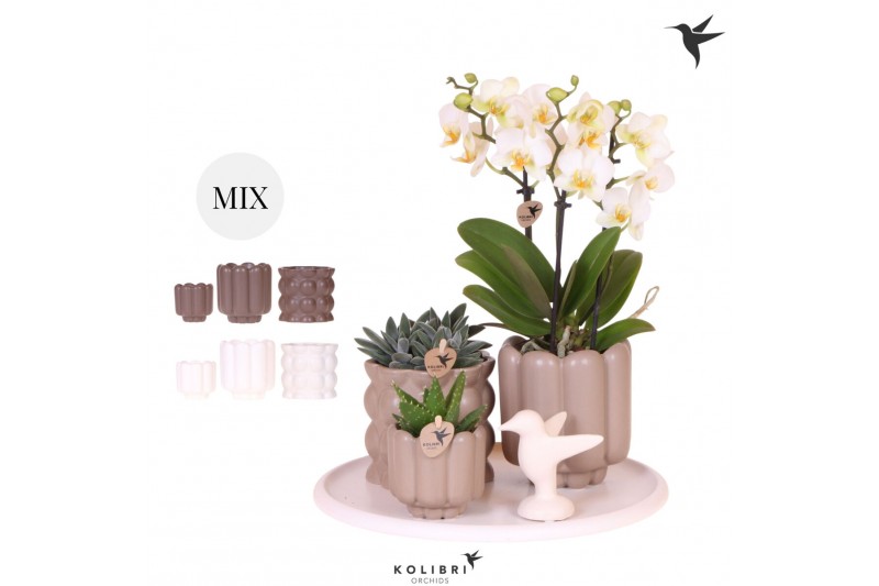 Phalaenopsis Kolibri Gift Set Slow Living3 pp 24 bl. 3 tak/plnt 