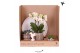 Phalaenopsis Kolibri Gift Set Slow Living3 pp 24 bl. 3 tak/plnt 